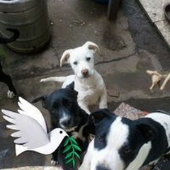 Javier Perez Barreiro