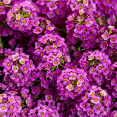 alyssum