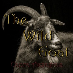 The Wild Goat