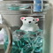 polar bear