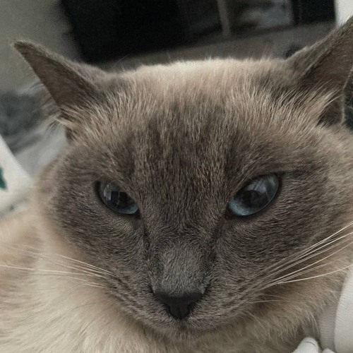 bauhaus — bite my hip!