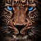 the leopard