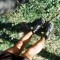 Andrade.albv