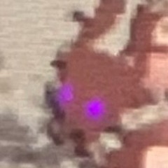 operationjinglejanglekriskrangle