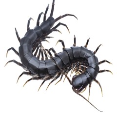 centipede odeur