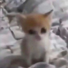 I eat socks with mayonnaise