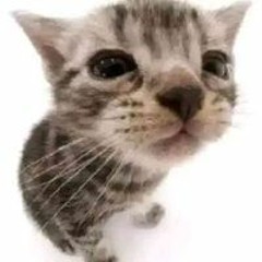 Yabour Babour