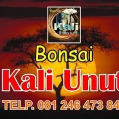 Bonsai Kali Unut Art