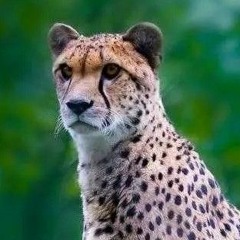 Зубенко Михаил Петрович