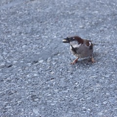 Sparrow