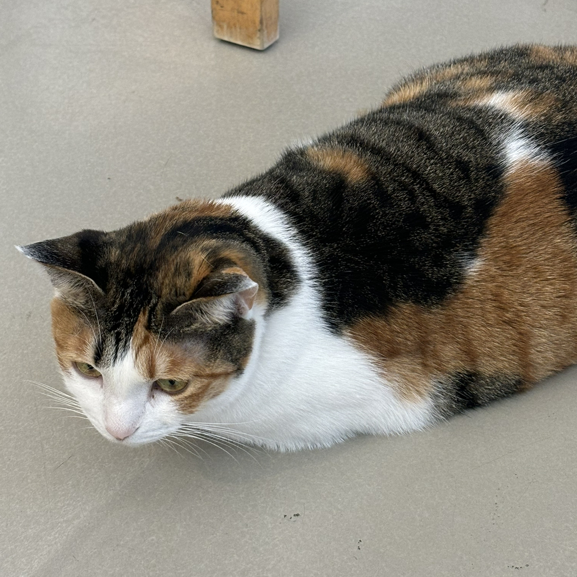 BEBE