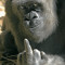 DatProMonkey