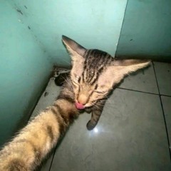 Noutfound