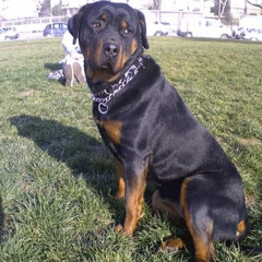 Caska