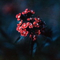 Phenomena