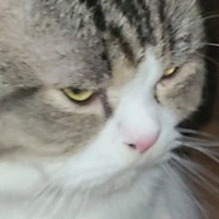 LILY BLOWSOME