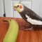 Los Pajaritos