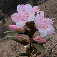 jamyang