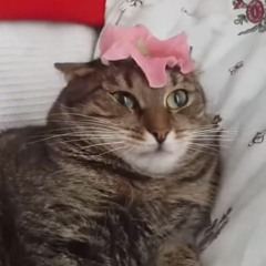 Flower Cat