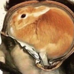 rat