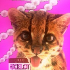 ocelot