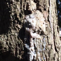 Confraternal Order of The Christ