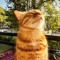 orangecat__/ᐠ - ˕ -マ
