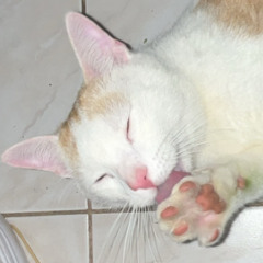 waschbaerxbu