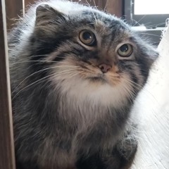 rarka