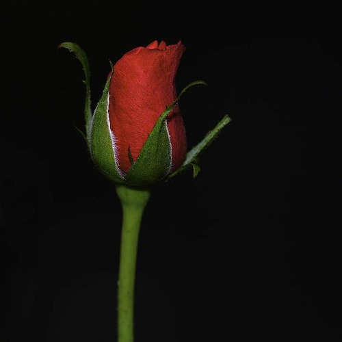 sea sick | made on the Rapchat app (prod. by Rapchat)