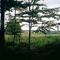 leafield