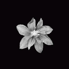 Carol Sofia  Ojeda Pacheco