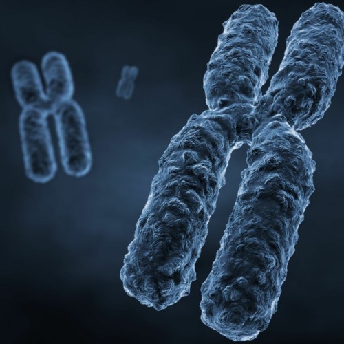 Yung Chromosome’s avatar