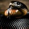 blackmamba #JESTEMTECHNO