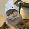 lollexi
