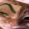 bimgis
