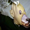 freddy