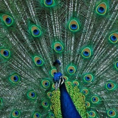 peacockfalcon
