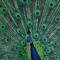 peacockfalcon