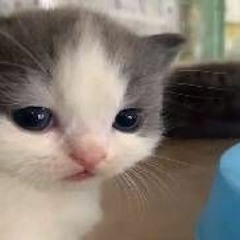 Meno_Rugan_2605