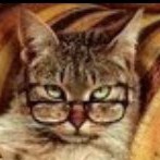 TEACH CAT