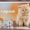 KAMON_AMONOVICH