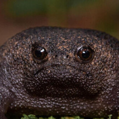 gito