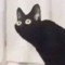 Katt