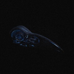 𝖣𝖾𝗍𝗐𝗂𝗅𝖾𝗋