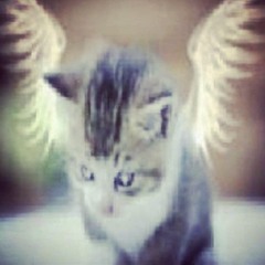 Meow