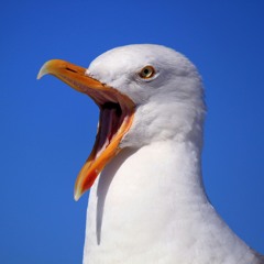 Arpegu