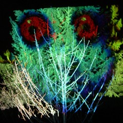 acid Snail orchestra