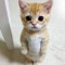 Gato multitudo
