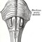 trunkus cerebri